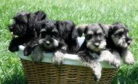 Schnauzer Puppies for sale in California St, San Francisco, CA, USA. price: NA