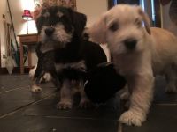 Schnauzer Puppies for sale in Sioux Falls, SD, USA. price: NA