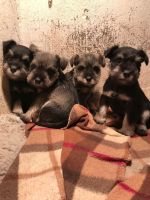 Schnauzer Puppies for sale in Terminal Dr, Nashville, TN 37214, USA. price: NA
