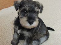 Schnauzer Puppies for sale in Indianapolis, IN 46259, USA. price: NA