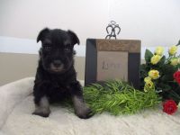Schnauzer Puppies for sale in Canton, OH, USA. price: NA