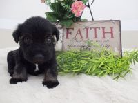 Schnauzer Puppies for sale in Canton, OH, USA. price: NA