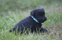 Schnauzer Puppies for sale in OR-99W, McMinnville, OR 97128, USA. price: NA