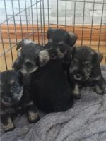 Schnauzer Puppies for sale in Michigan Ave, Inkster, MI 48141, USA. price: NA