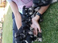 Schnauzer Puppies for sale in New York, NY, USA. price: NA