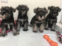Schnauzer Puppies for sale in White Hall, AR 71602, USA. price: NA