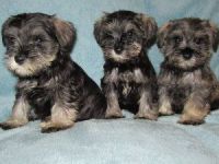 Schnauzer Puppies for sale in Omar Ave, Carteret, NJ 07008, USA. price: NA
