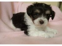 Schnauzer Puppies for sale in Virginia Beach, VA, USA. price: NA