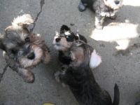 Schnauzer Puppies for sale in San Francisco, CA, USA. price: NA