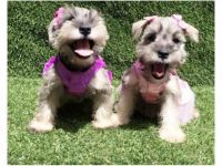 Schnauzer Puppies for sale in Maryland Rd, Willow Grove, PA 19090, USA. price: NA