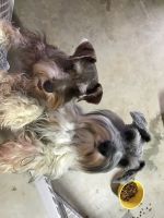 Schnauzer Puppies for sale in Jefferson, GA, USA. price: NA