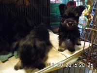 Schnauzer Puppies for sale in Thomasville, NC 27360, USA. price: NA