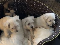 Schnauzer Puppies for sale in Washington Rd, Valrico, FL 33594, USA. price: NA