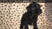 Schnauzer Puppies for sale in Lafayette, IN, USA. price: NA