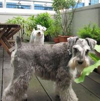 Schnauzer Puppies for sale in Pittsburgh, PA, USA. price: NA