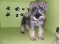 Schnauzer Puppies for sale in St Cloud, FL 34771, USA. price: NA