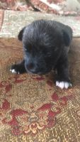Schnauzer Puppies for sale in Jurupa Valley, CA, USA. price: NA