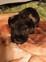 Schnauzer Puppies for sale in 1273 Old State Hwy 20, Alexander, NC 28701, USA. price: NA