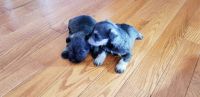 Schnauzer Puppies for sale in Bedford, IN 47421, USA. price: NA