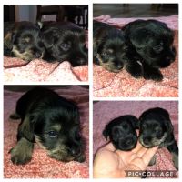 Schnauzer Puppies for sale in Sahuarita, AZ 85629, USA. price: NA