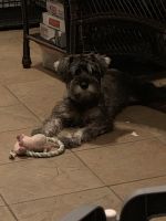Schnauzer Puppies for sale in Yonkers, NY, USA. price: NA