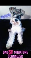 Schnauzer Puppies for sale in Los Angeles, CA 90011, USA. price: NA