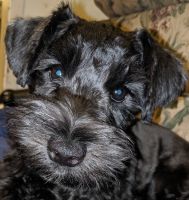 Schnauzer Puppies for sale in Pasadena, TX, USA. price: NA