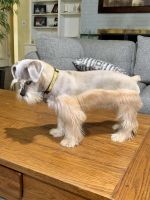 Schnauzer Puppies for sale in West End, NC 27376, USA. price: NA