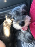 Schnauzer Puppies for sale in Manteca, CA, USA. price: NA