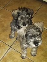 Schnauzer Puppies for sale in Las Vegas, NV 89106, USA. price: NA