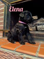 Schnauzer Puppies for sale in Holden, MO 64040, USA. price: NA