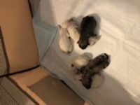 Schnauzer Puppies for sale in Oakland, TN, USA. price: NA