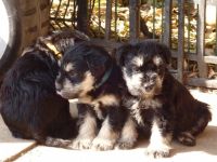 Schnauzer Puppies for sale in 64895 Belmont Morristown Rd, Belmont, OH 43718, USA. price: NA