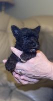 Schnauzer Puppies for sale in Axton, VA 24054, USA. price: NA