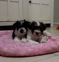 Schnauzer Puppies for sale in Houston, TX, USA. price: NA