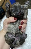 Schnauzer Puppies for sale in Duluth, GA 30096, USA. price: NA