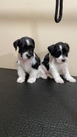 Schnauzer Puppies for sale in Reedley, CA, USA. price: NA