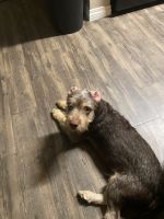 Schnauzer Puppies for sale in San Diego, CA, USA. price: NA