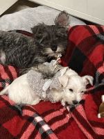 Schnauzer Puppies for sale in Andrews, TX 79714, USA. price: NA