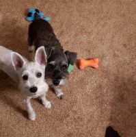 Schnauzer Puppies for sale in 144 Bynum Rd, Rockingham, NC 28379, USA. price: NA
