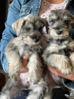 Schnauzer Puppies for sale in Riverside, CA 92509, USA. price: NA