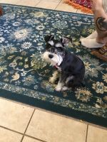 Schnauzer Puppies for sale in Central Texas, TX, USA. price: NA
