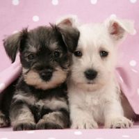 Schnauzer Puppies for sale in Phoenix, AZ, USA. price: NA