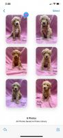 Schnauzerdoodledor Puppies for sale in Norfolk, NE 68701, USA. price: $1,500