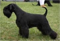 Schnauzerdoodledor Puppies for sale in Portland, OR, USA. price: NA