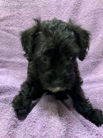 Schnoodle Puppies for sale in Lebanon, KY 40033, USA. price: NA