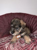 Schnoodle Puppies for sale in Chicago, IL, USA. price: NA
