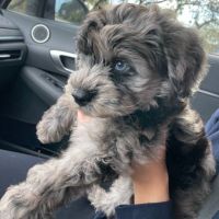 Schnoodle Puppies for sale in Tampa, FL, USA. price: NA