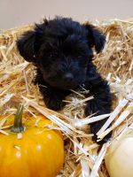 Schnoodle Puppies for sale in Wayland, MI 49348, USA. price: NA