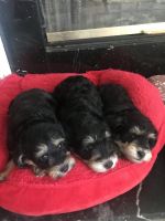 Schnoodle Puppies for sale in Clermont, FL, USA. price: NA